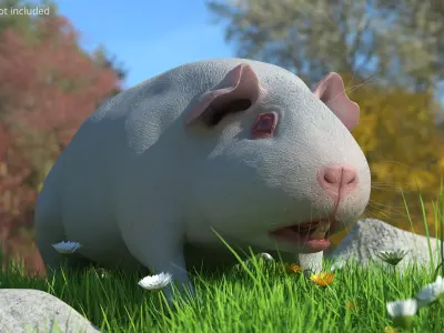  Albino Guinea Pig Red Eyes and Short Hair White Rigged 