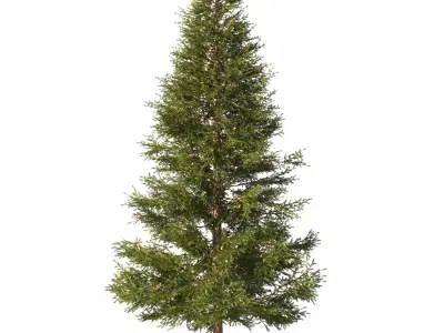 Picea Trees 2 in 1 3D model