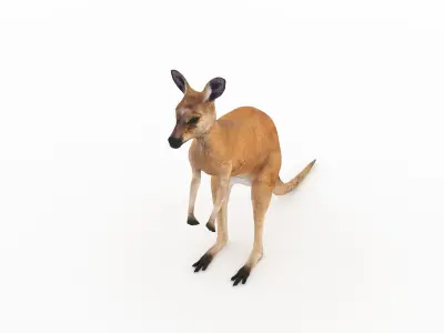 Kangaroo 1 3D model