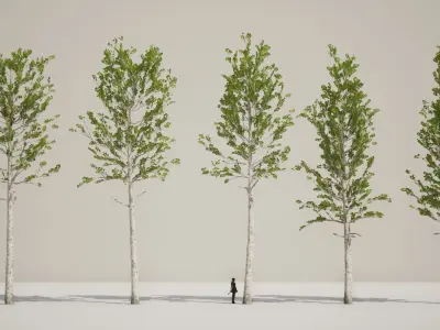 Korean Street Plant - 5 Korean Aspen Conifer Tree Low-poly 3D model