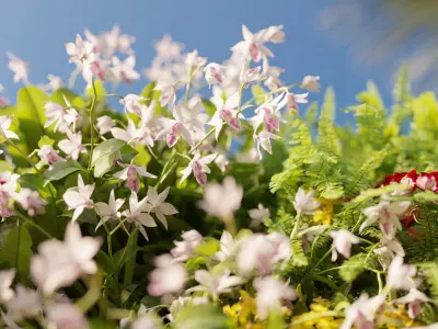  Orchid plant collection GrowFX and Mesh 