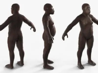  Museum-Grade Replica of Prehistoric Australopithecus Female Black Fur for Maya 