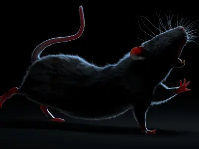  Rat Fur Rigged 3 