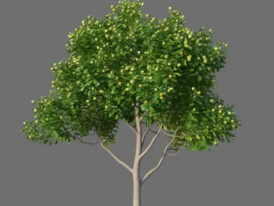 XfrogPlants Autograph Tree - Clusia Rosea  3D model