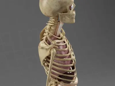 Anatomy Internal Organs Male 3D model