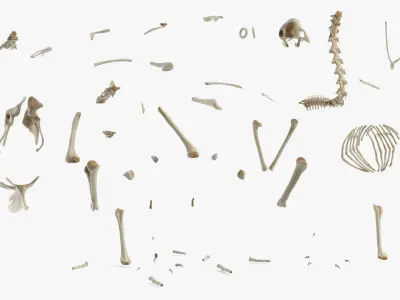  Animal Skeletons Collection 3 