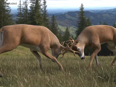  Whitetail Deer Fighting 