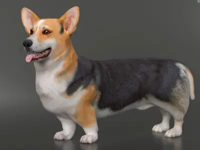  Dog Welsh Corgi Pembroke Tricolor Rigged for Cinema 4D 
