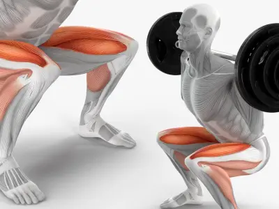  Male Muscular System Anatomy Squats Exercise 