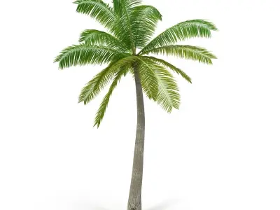 Coconut palm 3D model