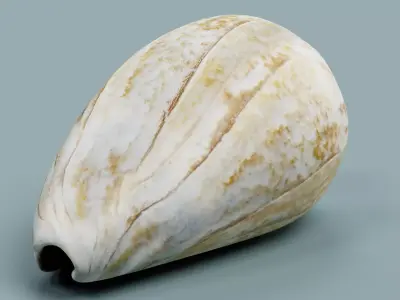 Shell V4 - Realistic Spiral Seashell 3D model