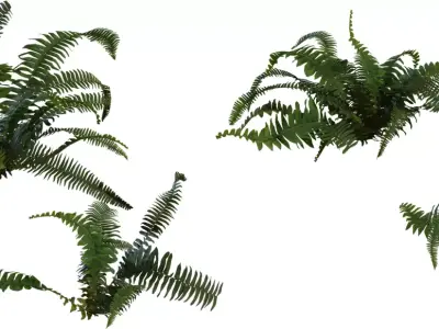 Realistic Fern Plant 3D Model Pack  Low-poly 3D model