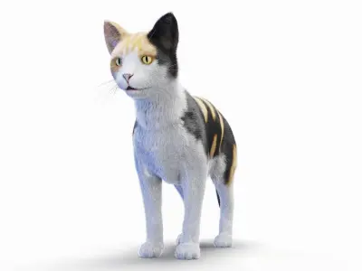  Full Cat Female Anatomy Static - Hair and Fur 