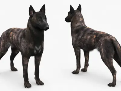  Dog Dutch Shepherd Fur 