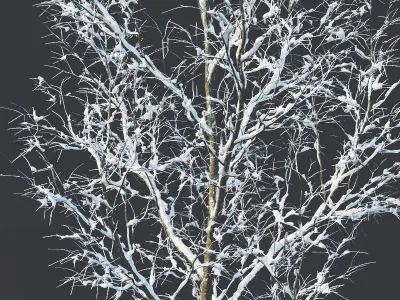 Common oak Nr4 H3-9m Winter Five tree set 3D model