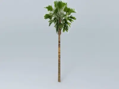 Californian Palm Tree Free 3D model