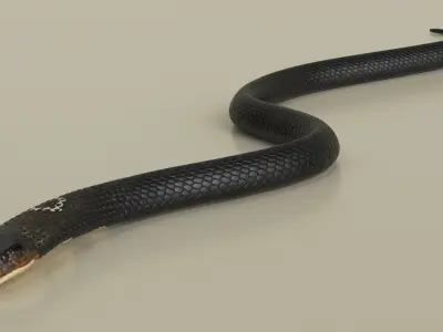  Dark Skin Cobra Crawling Animated Rigged for Cinema 4D 