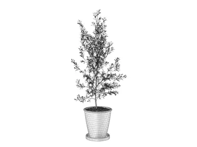 Olea Europaea Plant in Terracotta Pot 3D model