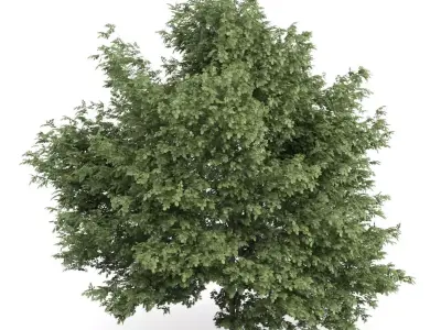 Common Hazel Tree Corylus avellana 3D model