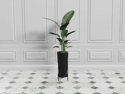 Potted Plant Birds Of Paradise Free low-poly 3D model