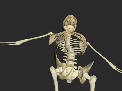 Female Skeleton 3D model