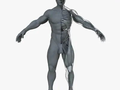 Ultimate Male Anatomy Project 3D model