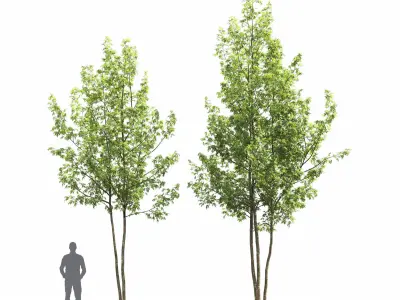 Acer Saccharinum 04 3D model