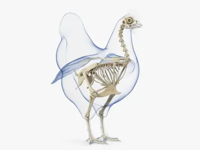  Animal Skeletons with Skin Collection 2 