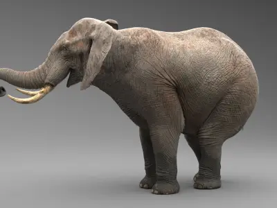  Elephant Rigged 