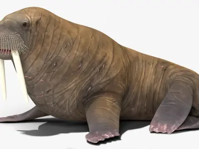  Resting Walrus Animated Rigged For Blender 