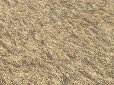 Dry grass field 2 PBR Texture
