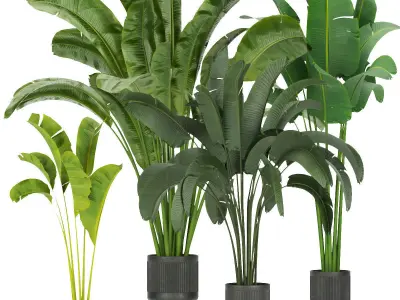 Collection plant indoor vol 2 3D Model Pack