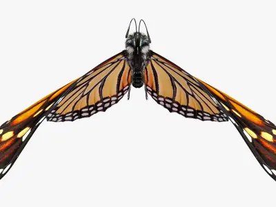  Animated Flying Monarch Butterfly Fur Rigged 