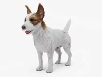  Jack Russell Terrier 