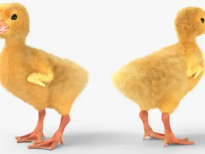  Baby Duckling Fur Rigged For Blender Animated Set 