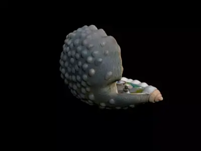 Conch 3D model