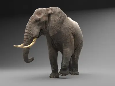  Elephant Rigged 