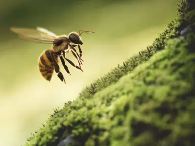  Bee 