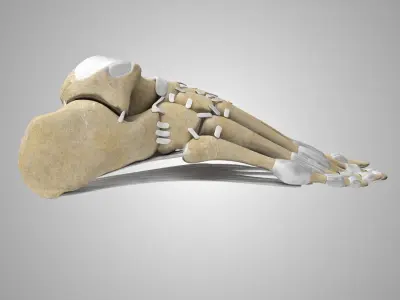 Foot Bones with Ligaments Low-poly 3D model