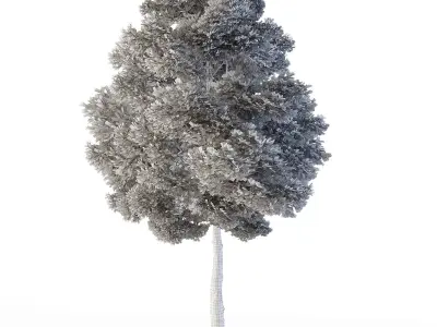 Small Leaved Lime Tree 460 cm Low-poly 3D model