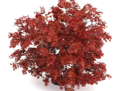 Japanese Maple Acer Palmatum 3D model
