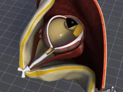 Human Eye Anatomy 3D model