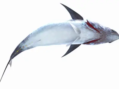  Tuna Fish (Animated) 