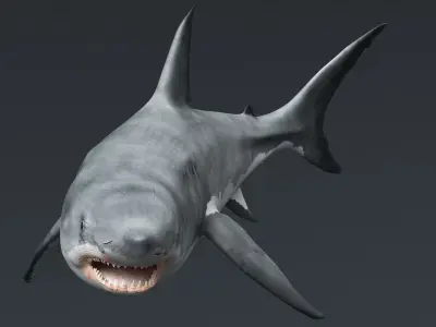 Great White Shark Slow Swim Rigged For Maya Animated 