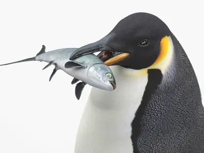  Adult Emperor Penguin Eating Fish Fur 