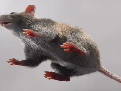  House Mouse with Fur 