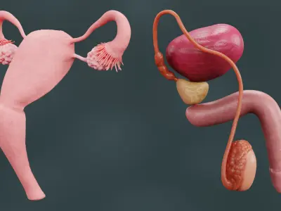  Human Reproductive System 