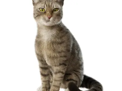  Cat Gray Tabby Rigged Animated 