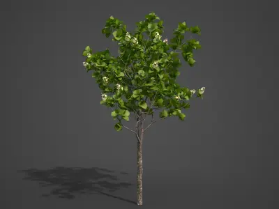 2021 PBR Quince Collection - Cydonia Oblonga 3D model