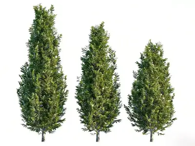  Evergreen arbor 3D model